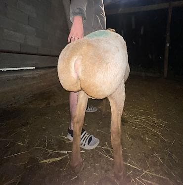 баран матка: Продаю | Овца (самка) | Для разведения | Матка — 4