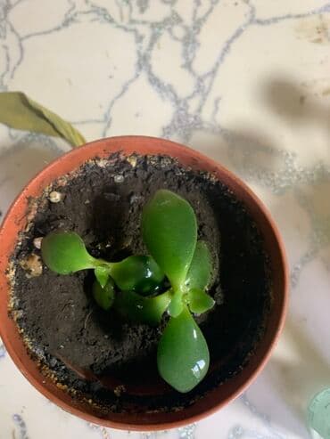 оптом овощи и фрукты: Комнатные растения в горшках
Дешево — 11