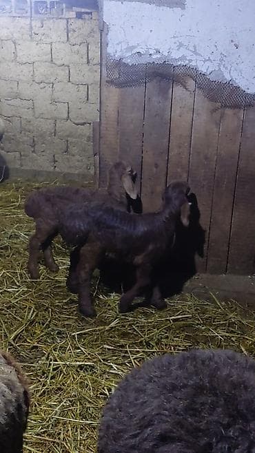 ярочки: Продаю | Овца (самка), Ягненок | Арашан | Для разведения | Племенные, Матка, Ягнившаяся — 9
