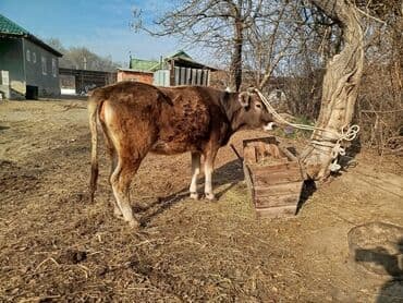 купить кошку бишкек: Продаю | Бык (самец) | На откорм | Привязанные — 1