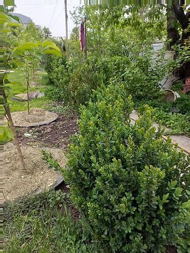 Самшит (Buxus sempervirens) — саженцы и сформированные кусты для живых