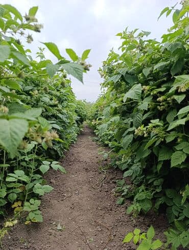 саженцы шиповника: Малина — 12