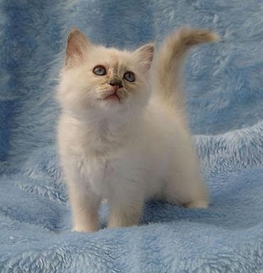 бенгальская кошка домашняя: Котята окраса колор-пойнт/силвер-пойнт с голубыми глазами Описание: - — 1