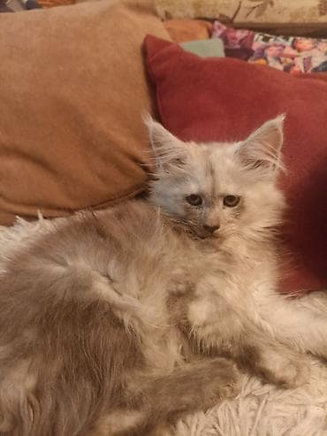 Мейн-кун, 3 месяца, Девочка at lalafo.kg Мейн-кун, 3 месяца, Девочка
