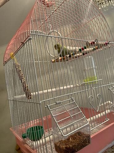квартира на час джалал абад: Срочно продаются Волнистые попугаи с просторной клеткой и — 2