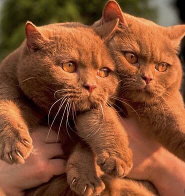британский вислоухий кот: Котята Редкие Корица ДОРОГО!!! Не продается в любимцы Только в — 3