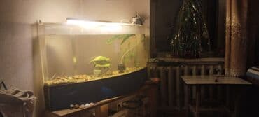 аквариум угловой: Аквариум панорамный из оргстекла 6мм.,длинна 130см,ширина 30см,высота — 7