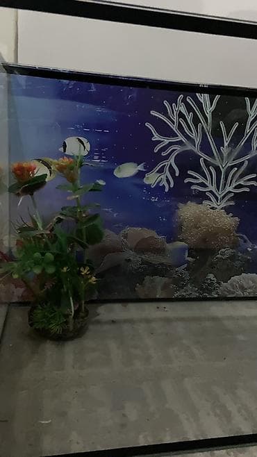 купить рыбу клоуна: Аквариум из стекла с декоративным фоном - Прямоугольный аквариум из — 2