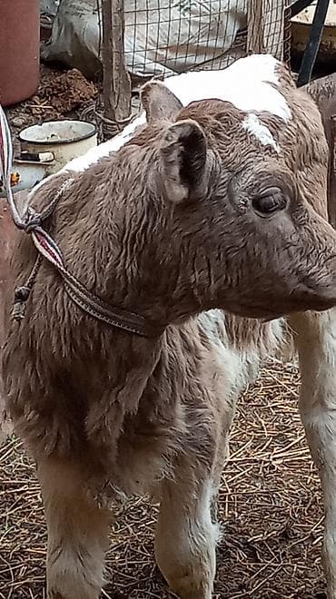 прадаю баран: Продаю | Тёлка — 2