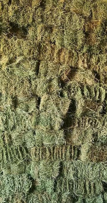 Продаю клевер первый курс 1000 есть