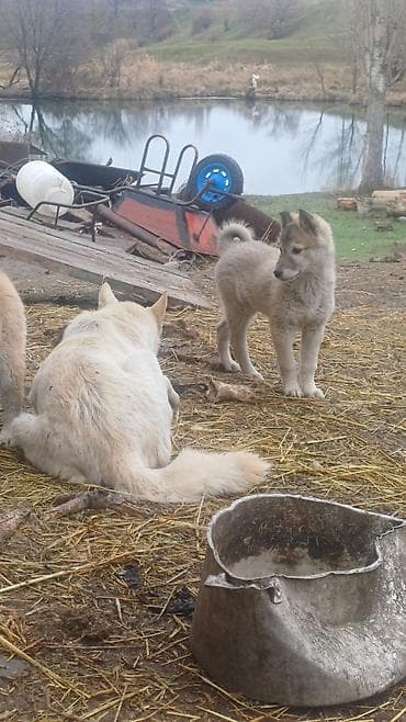 тайган щенок: ЩенкиЗаподносибирской лайки, крепкие, с плотной шерстью, стоячими — 4
