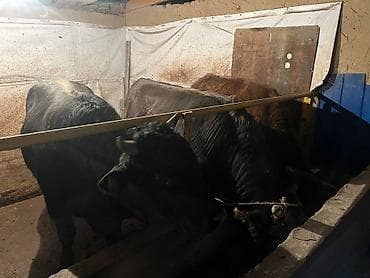 сх животные и товары: Продаю | Бык (самец) | На забой, На откорм — 2