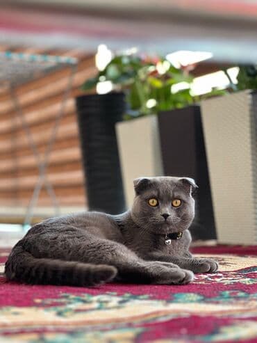 ош кошка: Скотиш Фолд (Шотландиялык шалпаң кулак), 3 жаш, Эркек, Боз, Лотокко барууга үйрөтүлгөн — 1