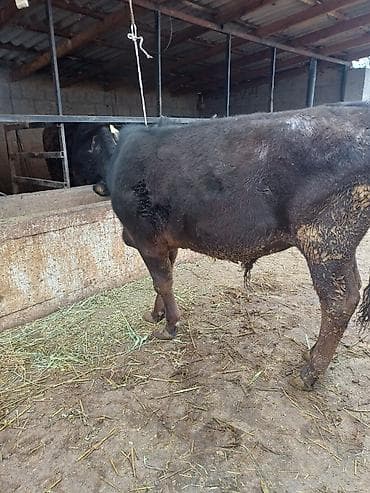 кой кыркан апарат: Продаю | Бык (самец) | На откорм | Привязанные — 4