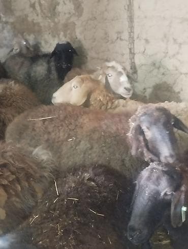 продаю фазан: Продаю | Овца (самка) | Для разведения | Матка — 7