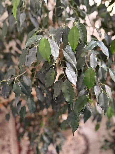 зонтик большое: 🌿 Фикус Бенджамина — крупное комнатное дерево ! Продаю здоровый — 3