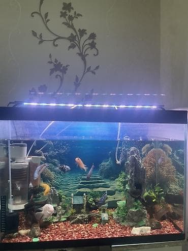 декоративная рыба: Аквариумный комплект для домашних цихлид - Просторный прямоугольный — 2