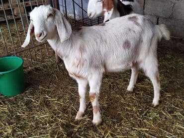 эчки козы: Сатам | Улак | Нубий | Көбөйтүү үчүн | Жасалма жол менен боозутуу — 4