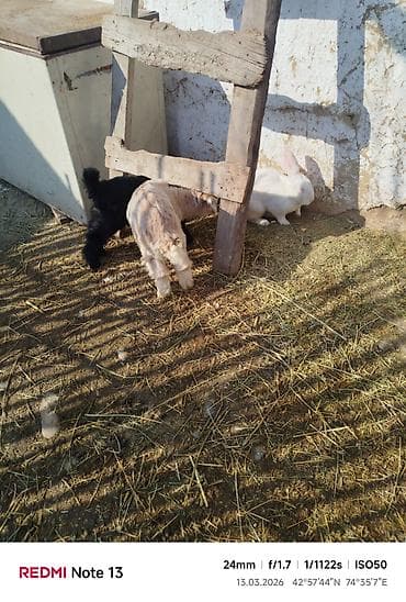 Эчкилер, текелер: Сатам | Эчки (ургаачы) | Көбөйтүү үчүн — 6