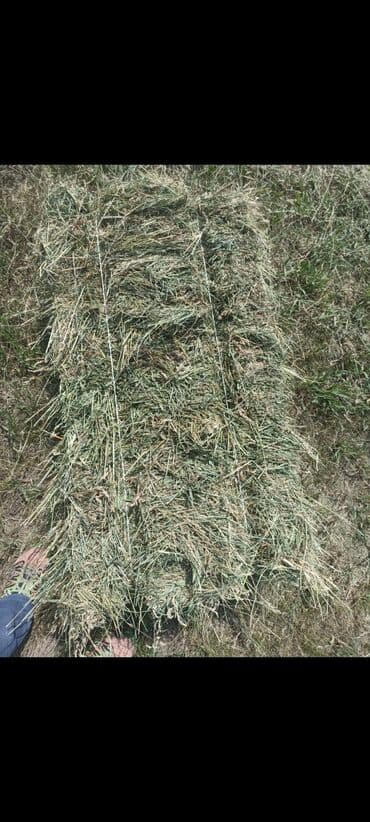сухой корм для кошек оптом: С бесплатной доставкойСено в тюках. тук бодрый куурай жок таза — 2