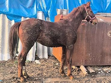 кой обмен: Продаю | Жеребенок | Для разведения | Племенные — 1