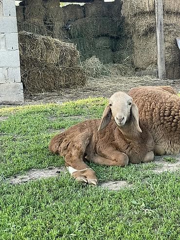 стелная карова: Продаю | Овца (самка) | Для разведения — 3