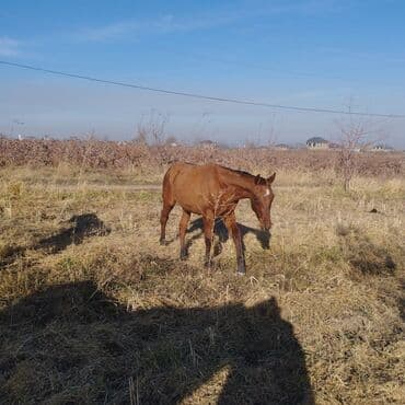 сельскохозяйственные животные продажа: Продаю | Жеребенок | Для разведения — 4