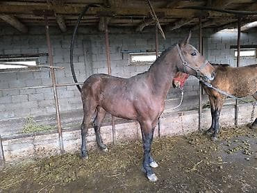 пчело матка: Продаю | Кобыла (самка) | Рабочий — 1