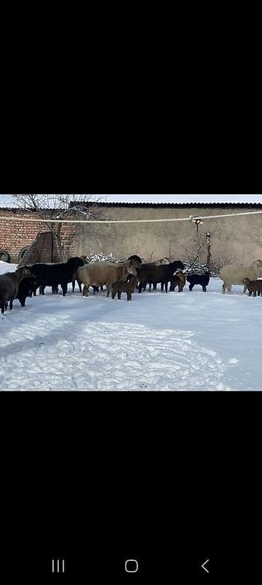 Собаки: Продаю | Овца (самка) | Полукровка | Для разведения | Племенные — 4