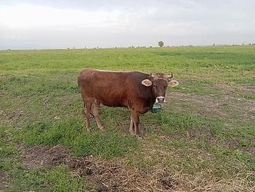 коровы самка: Продаю | Корова (самка) | Швицкая | Для разведения | Привязанные — 5