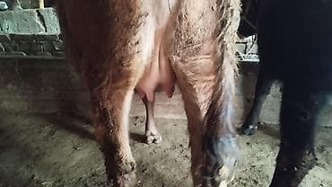 Продаю | Корова (самка) | Полукровка | Для молока | Нетель