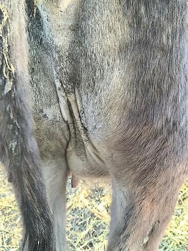 пчелы матки: Продаю | Корова (самка) | Для молока | Привязанные — 9