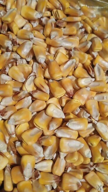 купить ковры бу: Кукуруза Оптом, Самовывоз — 3