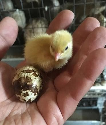 утята муларды купить: Продаю суточных перепелят Техас и Финикс под заказ. заказывать — 1