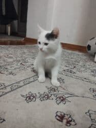 отдам котенка в добрые руки: Ищем семью для малыша. Мальчик. Возраст 2,5 месяца,к лодку приучен — 5