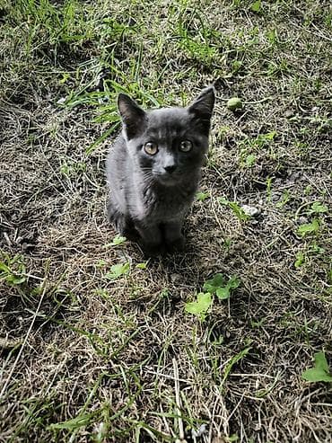 Кошки: Котик Семён ищет доброго хозяина Котенку 2,5 месяца, зовут Семён. От — 3