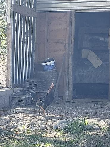 для курицы: Продаю | Петух | Домашняя | Для разведения — 3