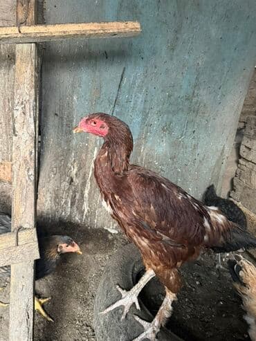 Продаю | Петух | Для разведения at lalafo.kg Продаю | Петух | Для разведения