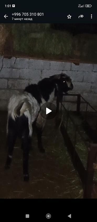 Аквариумы: Продаю | Козёл (самец) | Битал | Для разведения | Племенные — 1