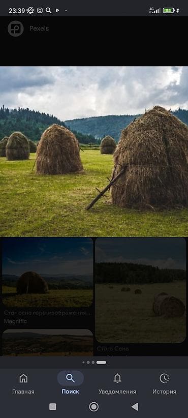 собака беловодск: Продам сено с зерном подсев — 1