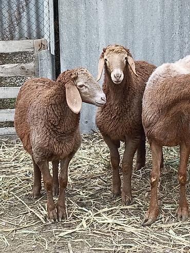 ыссык куле: Сатам | Козу, Кочкор (эркек) | Арашан | Союуга, Көбөйтүү үчүн, Жүн үчүн | Токту — 1