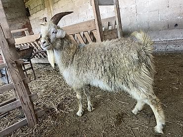 Продаю | Козёл (самец) at lalafo.kg Продаю | Козёл (самец)