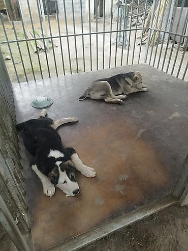 Иттер: Алабай, 4 айлык, Эркек, Ит тегин тастыктоочу документ — 4