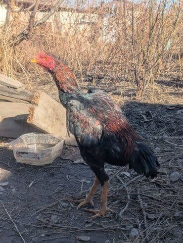 дакан маки: Продаю | Петух — 3