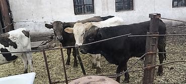 щвиц бычок: Продаю | Бык (самец) | Ангус, Алатауская, Швицкая | Для разведения — 6