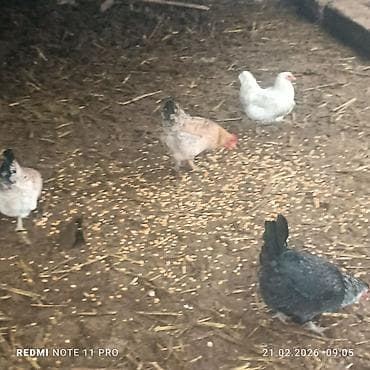 гнездо для кур: Продаю курей есть 4 штук прошу по 800 сом за каждого находится — 5