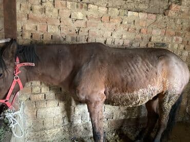 необычные животные: Продаю | Кобыла (самка) — 2