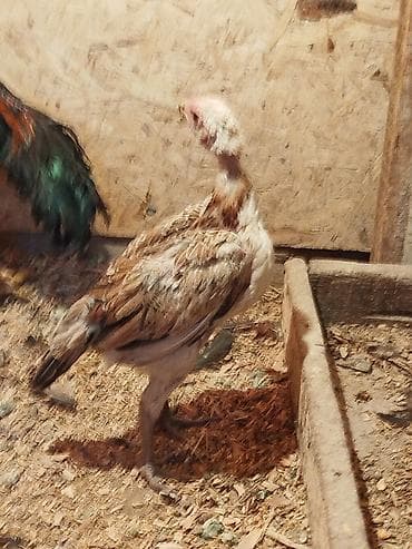 ремонт гидроскутера: Дакан жожо мекиш сатылат алмашу жолдору бар домашний тооко алмашам — 2