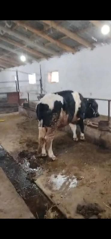 бычки гелефорд: Продаю | Бык (самец) | На откорм | Привязанные — 1