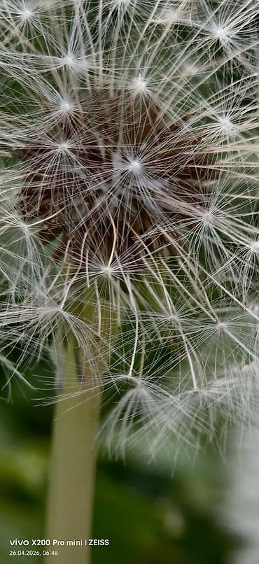 старлинк мини: Vivo X200 Pro mini, Б/у, 256 ГБ, цвет - Серый, 2 SIM — 2